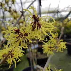 Hamamelis × intermedia 'Pallida' 125-150 cm